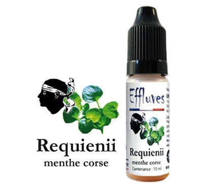 requienii menta corso